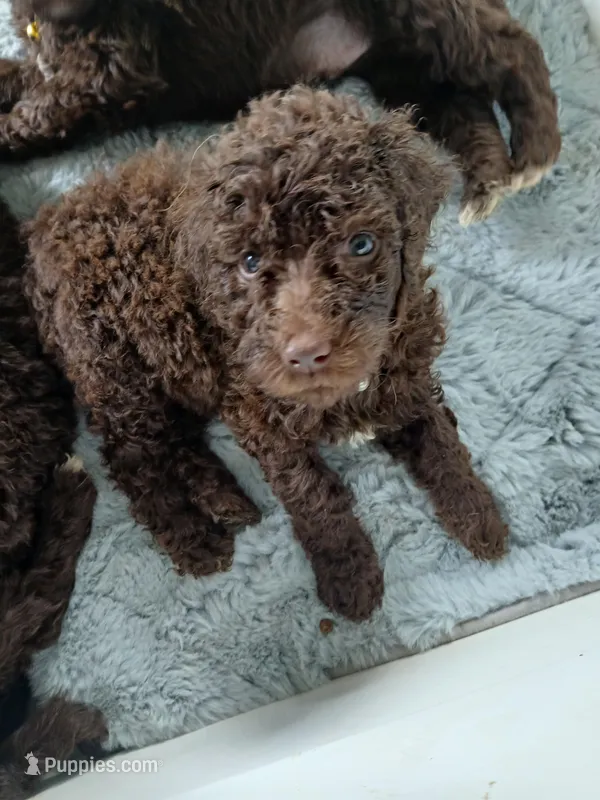 Pansy (purple collar) CKC – Labradoodle puppy for sale in Barnesville, GA