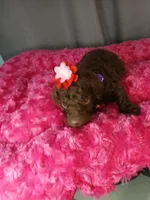 Pansy (purple), a female Labradoodle for sale in Barnesville, GA – Photo 6 of 10