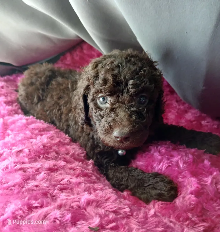 Petunia (pink collar) CKC – Labradoodle puppy for sale in Barnesville, GA