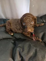 Puck (Red), a male Labradoodle for sale in Barnesville, GA – Photo 1 of 5