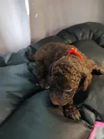 Puck (Red), a male Labradoodle for sale in Barnesville, GA – Photo 3 of 5