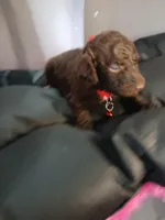 Puck (Red), a male Labradoodle for sale in Barnesville, GA – Photo 2 of 5