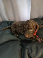 Puck (Red), a male Labradoodle for sale in Barnesville, GA – Photo 5 of 5