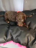 Puck (Red), a male Labradoodle for sale in Barnesville, GA – Photo 4 of 5