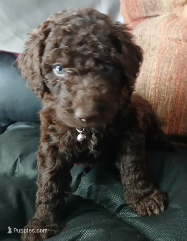 Puck (Red collar) CKC – Labradoodle puppy for sale in Barnesville, GA