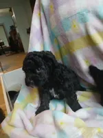 Belle, a female Miniature Labradoodle for sale in Barnesville, GA – Photo 2 of 5