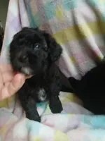 Belle, a female Miniature Labradoodle for sale in Barnesville, GA – Photo 3 of 5