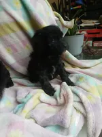 Belle, a female Miniature Labradoodle for sale in Barnesville, GA – Photo 5 of 5