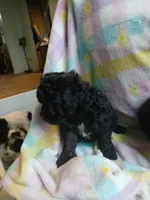 Belle, a female Miniature Labradoodle for sale in Barnesville, GA – Photo 4 of 5