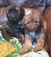 Holly, a female Miniature Labradoodle and Australian Labradoodle for sale in Barnesville, GA – Photo 3 of 5
