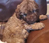 Holly, a female Miniature Labradoodle and Australian Labradoodle for sale in Barnesville, GA – Photo 2 of 5