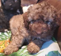 Holly, a female Miniature Labradoodle and Australian Labradoodle for sale in Barnesville, GA – Photo 4 of 5