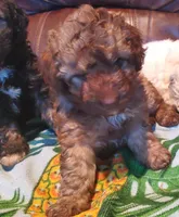 Holly, a female Miniature Labradoodle and Australian Labradoodle for sale in Barnesville, GA – Photo 5 of 5