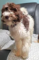 Molly, a female Labradoodle and Miniature Labradoodle for sale in Barnesville, GA – Photo 5 of 6