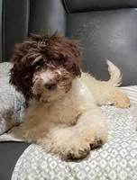 Molly, a female Labradoodle and Miniature Labradoodle for sale in Barnesville, GA – Photo 1 of 6