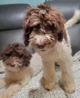Molly, a female Labradoodle and Miniature Labradoodle for sale in Barnesville, GA – Photo 2 of 6