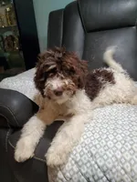 Molly, a female Labradoodle and Miniature Labradoodle for sale in Barnesville, GA – Photo 6 of 6