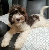 Molly, a female Labradoodle and Miniature Labradoodle for sale in Barnesville, GA – Photo 4 of 6