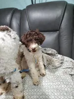 Dillon mini, a male Labradoodle and Miniature Labradoodle for sale in Barnesville, GA – Photo 6 of 6