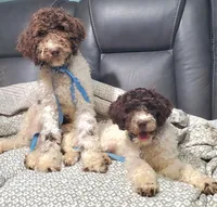 Dillon mini, a male Labradoodle and Miniature Labradoodle for sale in Barnesville, GA – Photo 3 of 6