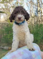 Dillon mini, a male Labradoodle and Miniature Labradoodle for sale in Barnesville, GA – Photo 4 of 6