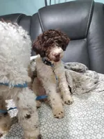 Dillon mini, a male Labradoodle and Miniature Labradoodle for sale in Barnesville, GA – Photo 5 of 6