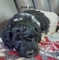 Babe (Pink collar), a female Miniature Labradoodle for sale in Barnesville, GA – Photo 2 of 3