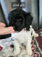 Babe (Pink collar), a female Miniature Labradoodle for sale in Barnesville, GA – Photo 3 of 3