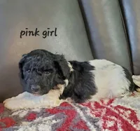 Babe (Pink collar), a female Miniature Labradoodle for sale in Barnesville, GA – Photo 1 of 3