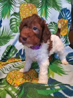 Carol, a female Miniature Labradoodle for sale in Barnesville, GA – Photo 1 of 8