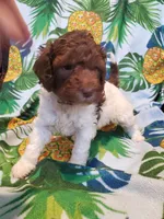 Carol, a female Miniature Labradoodle for sale in Barnesville, GA – Photo 8 of 8