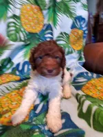 Carol, a female Miniature Labradoodle for sale in Barnesville, GA – Photo 3 of 8