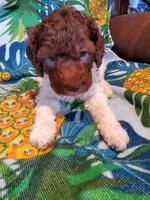 Carol, a female Miniature Labradoodle for sale in Barnesville, GA – Photo 7 of 8