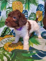 Carol, a female Miniature Labradoodle for sale in Barnesville, GA – Photo 2 of 8