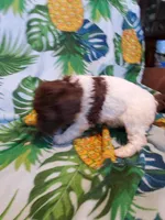 Carol, a female Miniature Labradoodle for sale in Barnesville, GA – Photo 4 of 8