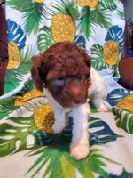 Carol, a female Miniature Labradoodle for sale in Barnesville, GA – Photo 5 of 8