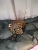 Pickles (brown collar) CKC, a male Labradoodle for sale in Barnesville, GA – Photo 5 of 6