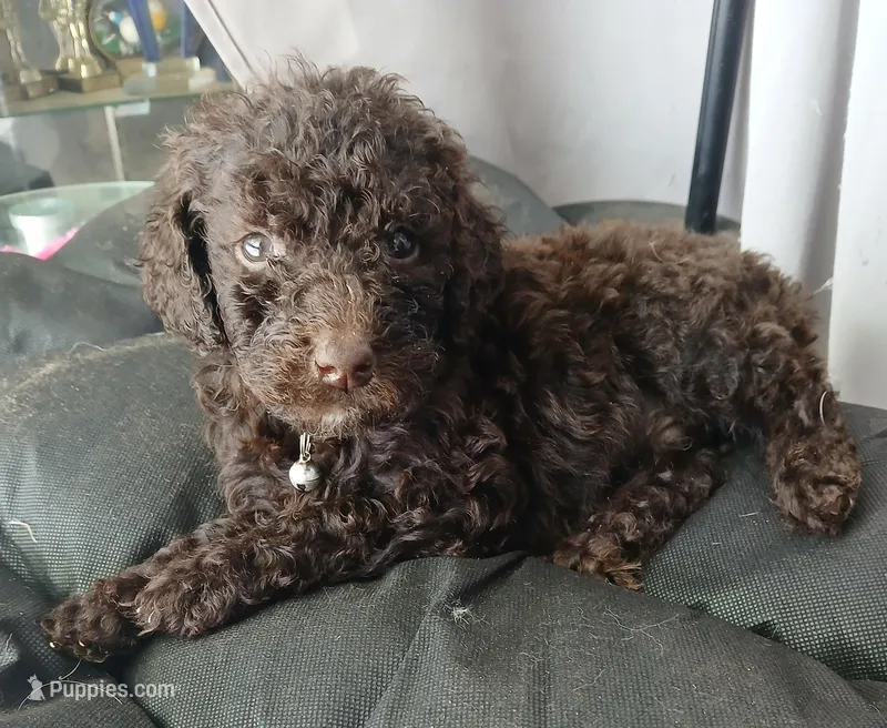 Pickles (brown collar) CKC – Labradoodle puppy for sale in Barnesville, GA
