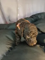 Pickles (brown collar) CKC, a male Labradoodle for sale in Barnesville, GA – Photo 6 of 6