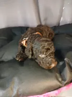 Pickles (brown collar) CKC, a male Labradoodle for sale in Barnesville, GA – Photo 3 of 6