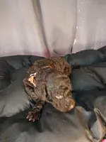 Pickles (brown collar) CKC, a male Labradoodle for sale in Barnesville, GA – Photo 4 of 6