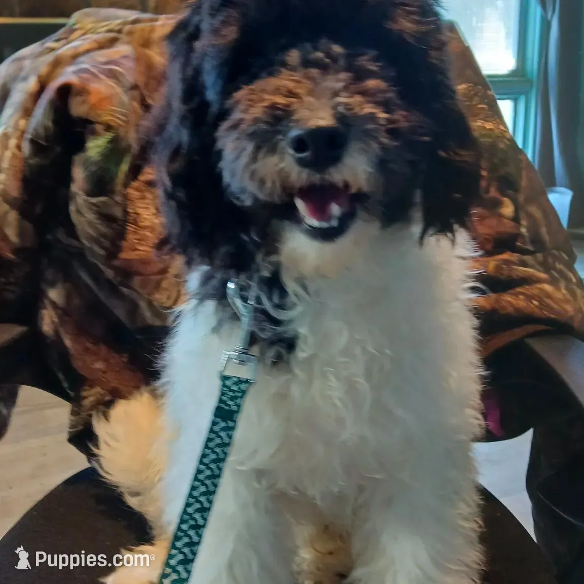 Walt micro mini – Miniature Labradoodle, Australian Labradoodle puppy for sale in Barnesville, GA