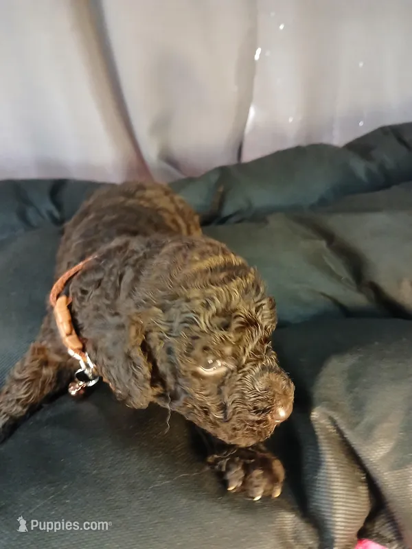 Pickles (brown) – Labradoodle puppy for sale in Barnesville, GA