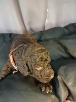 Pickles (brown collar) CKC, a male Labradoodle for sale in Barnesville, GA – Photo 1 of 6