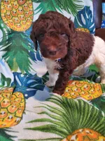 Jack, a male Miniature Labradoodle for sale in Barnesville, GA – Photo 4 of 5