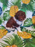 Jack, a male Miniature Labradoodle for sale in Barnesville, GA – Photo 1 of 5