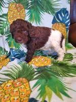 Jack, a male Miniature Labradoodle for sale in Barnesville, GA – Photo 3 of 5