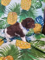 Jack, a male Miniature Labradoodle for sale in Barnesville, GA – Photo 5 of 5