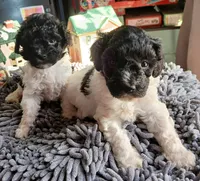 Patty, a female Miniature Labradoodle for sale in Barnesville, GA – Photo 5 of 7