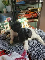 Patty, a female Miniature Labradoodle for sale in Barnesville, GA – Photo 6 of 7